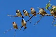 حیوانات هم فیک نیوز منتشر می‌کنند!