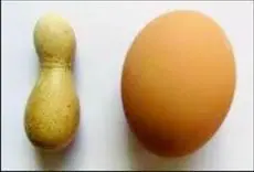 مرغ چيني تخم مرغ بولينگي مي‌گذارد