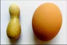 مرغ چيني تخم مرغ بولينگي مي‌گذارد