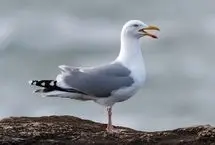 ببینید؛ حمله ناگهانی مار به مرغ دریایی؛ تقابل بقا در دل طبیعت