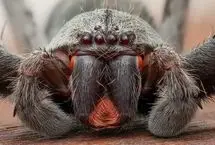 پرتره ماکروی هانتسمن؛ چشمان قرمز شکارچی جنگل‌های بارانی