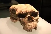 جمجمه‌ای یک میلیون ساله  که تاریخ را دگرگون می‌کند
