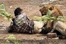 ۳۰ دقیقه وحشت؛ حمله شیر به یک مرد در هند 