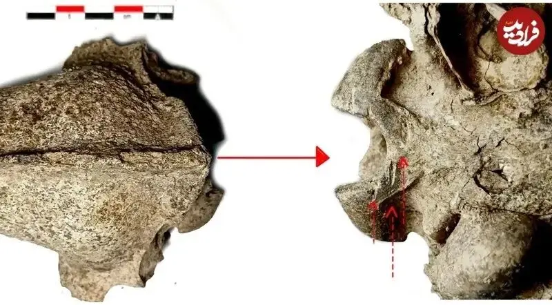 سگ خواری