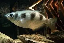 ماهی تیرانداز چیست؟