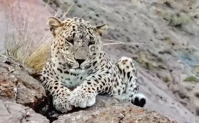 ثبت تصویر یک پلنگ درحال استراحت در پارک ملی سالوک