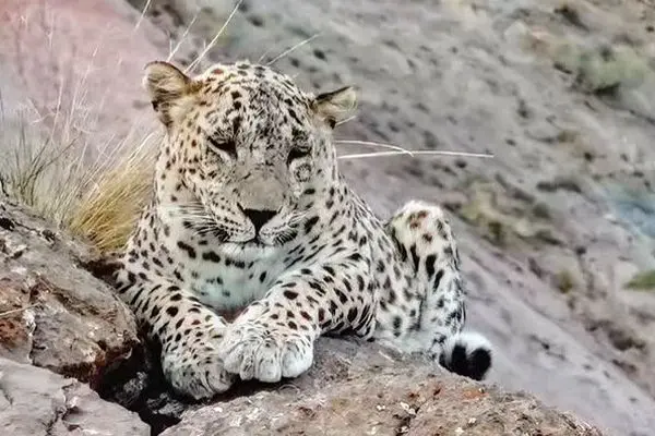 ثبت تصویر یک پلنگ درحال استراحت در پارک ملی سالوک