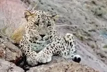 ثبت تصویر یک پلنگ درحال استراحت در پارک ملی سالوک