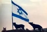 سگ ولگرد پرچم اسرائیل را پاره کرد
