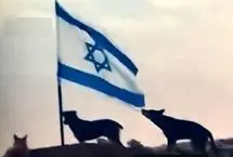 سگ ولگرد پرچم اسرائیل را پاره کرد