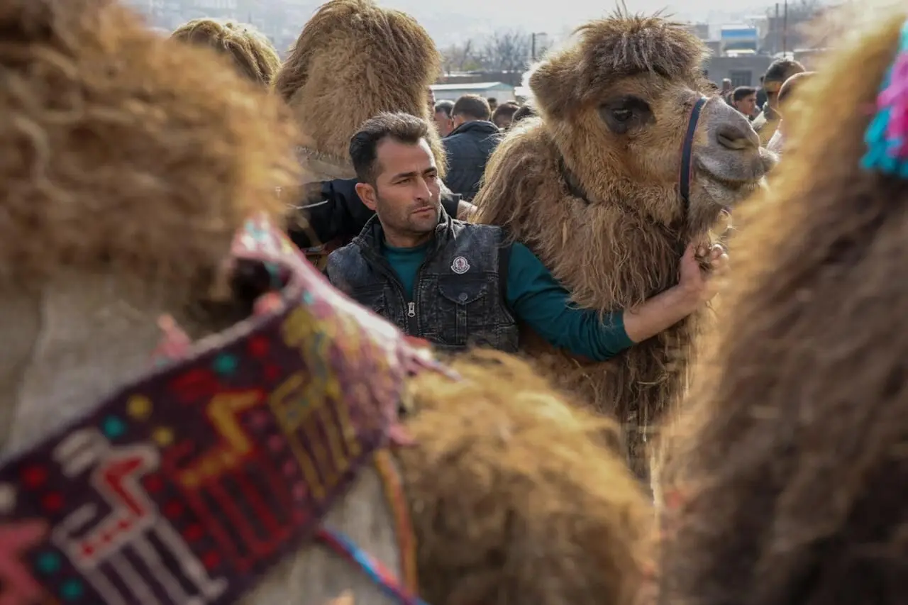 تصاویر؛ جشنواره وَرنی روستای نجف تراکمه

