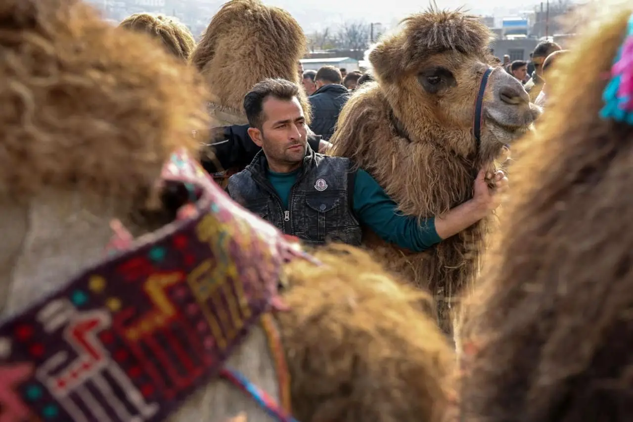تصاویر؛ جشنواره وَرنی روستای نجف تراکمه
