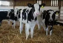 قیمت دام زنده امروز ۶ شهریور ۱۴۰۴/ قیمت گوسفند زنده در تهران مشخص شد