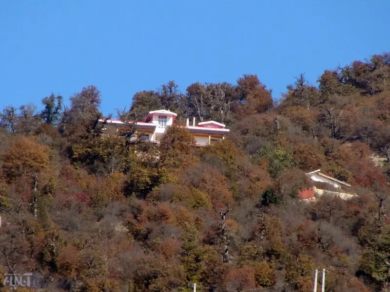 کجور