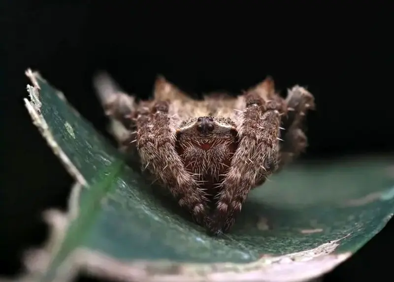 عنکبوت داروین