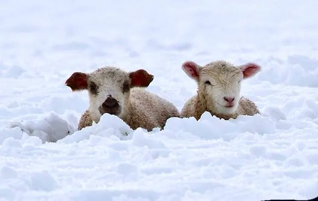 گرفتار شدن گوسفندان در برف یک متری در رابر کرمان