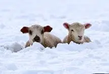 گرفتار شدن گوسفندان در برف یک متری در رابر کرمان
