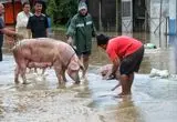 نجات خوک‌ها از سیلاب با بیل مکانیکی