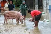 نجات خوک‌ها از سیلاب با بیل مکانیکی