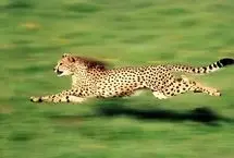 دانشمندان معمای سرعت حیوانات را رمزگشایی کردند