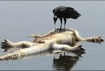 کرکس سیاه روده تمساح را بیرون کشید و بلعید