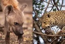 عکس؛ سر بابون در دهان پلنگ، دستش در دهان کفتار