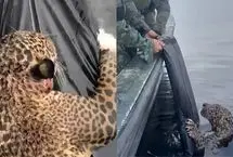 ببینید؛ عملیات نجات دراماتیک جگوار تیرخورده