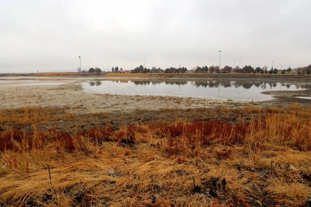 تصاویر؛ نیلوفرها در سرابِ سراب