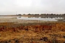 تصاویر؛ نیلوفرها در سرابِ سراب