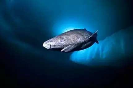 راز عمر 400 ساله پیرترین کوسه جهان چیست؟