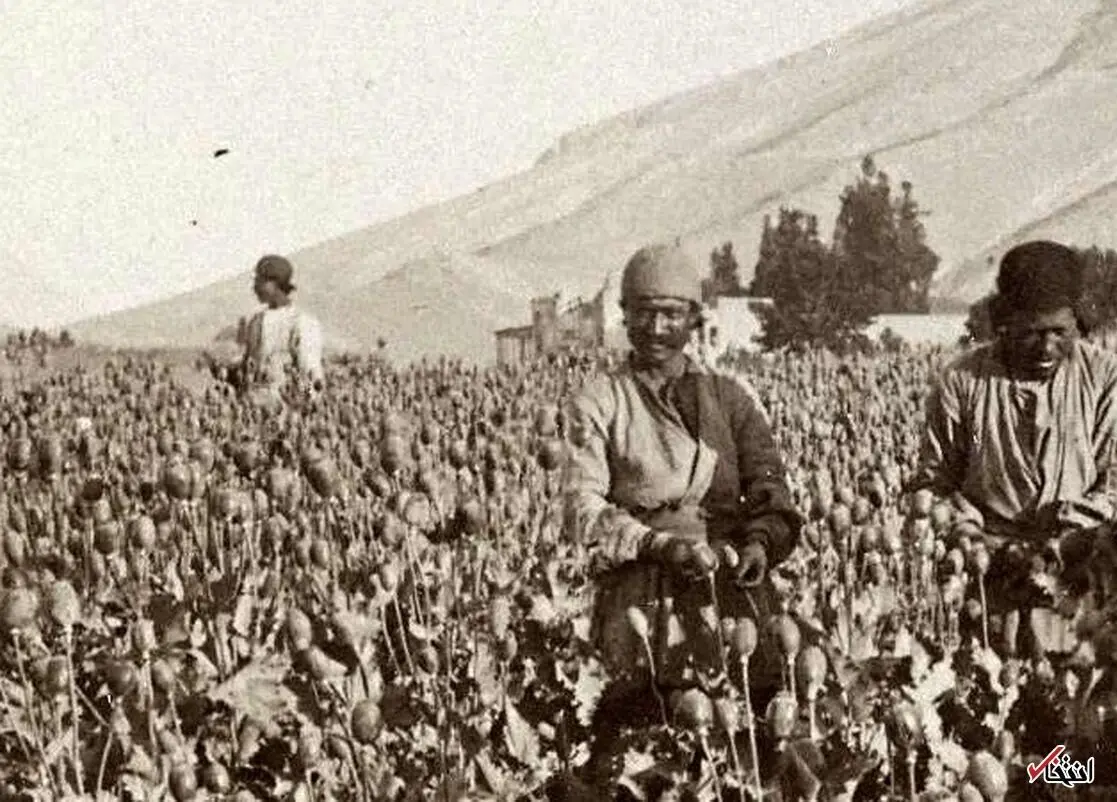 تریاک ایران در جهان همتا ندارد
