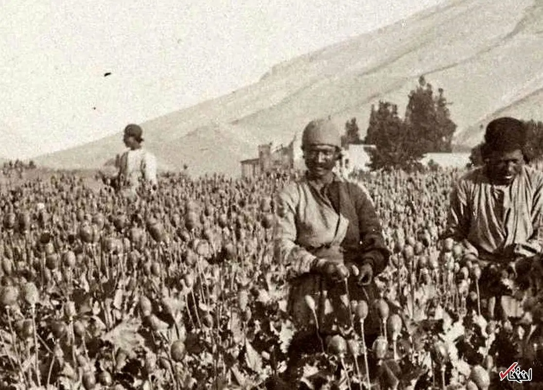 تریاک ایران در جهان همتا ندارد
