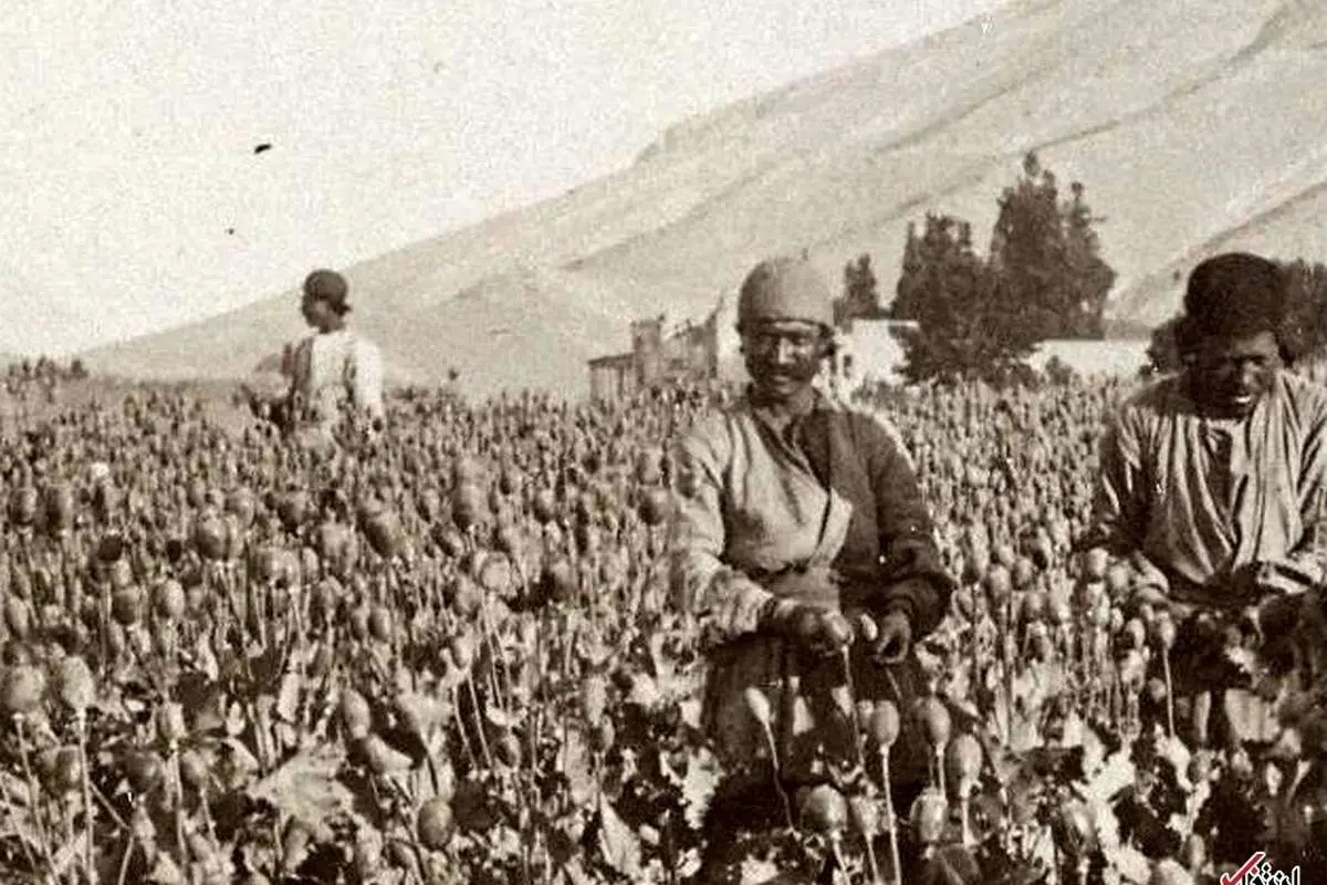 تریاک ایران در جهان همتا ندارد