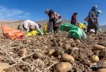 تصاویر؛ سرزمین طلایی سیب‌زمینی‌های تهران