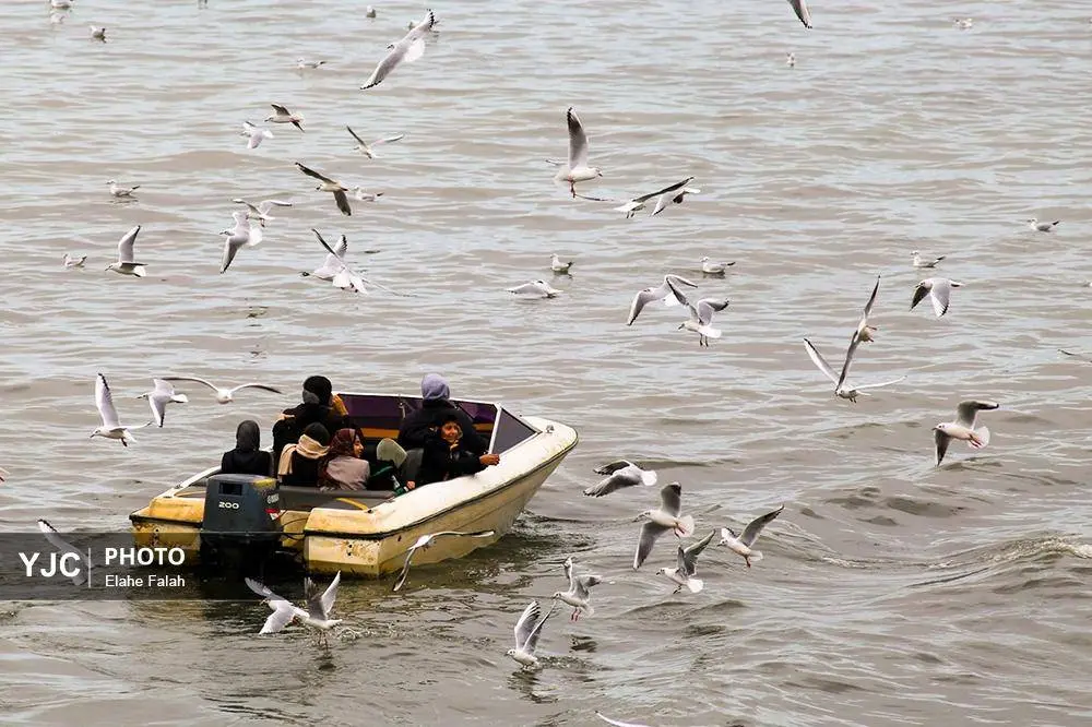 تصاویر؛ کاکایی‌ها؛ تماشایی‌ترین رفت‌وآمد زمستانی انزلی 25