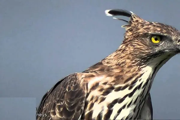 شکار غیرمعمول عقاب کاکلی