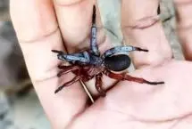 کشف عنکبوتی که هم نر است و هم ماده!