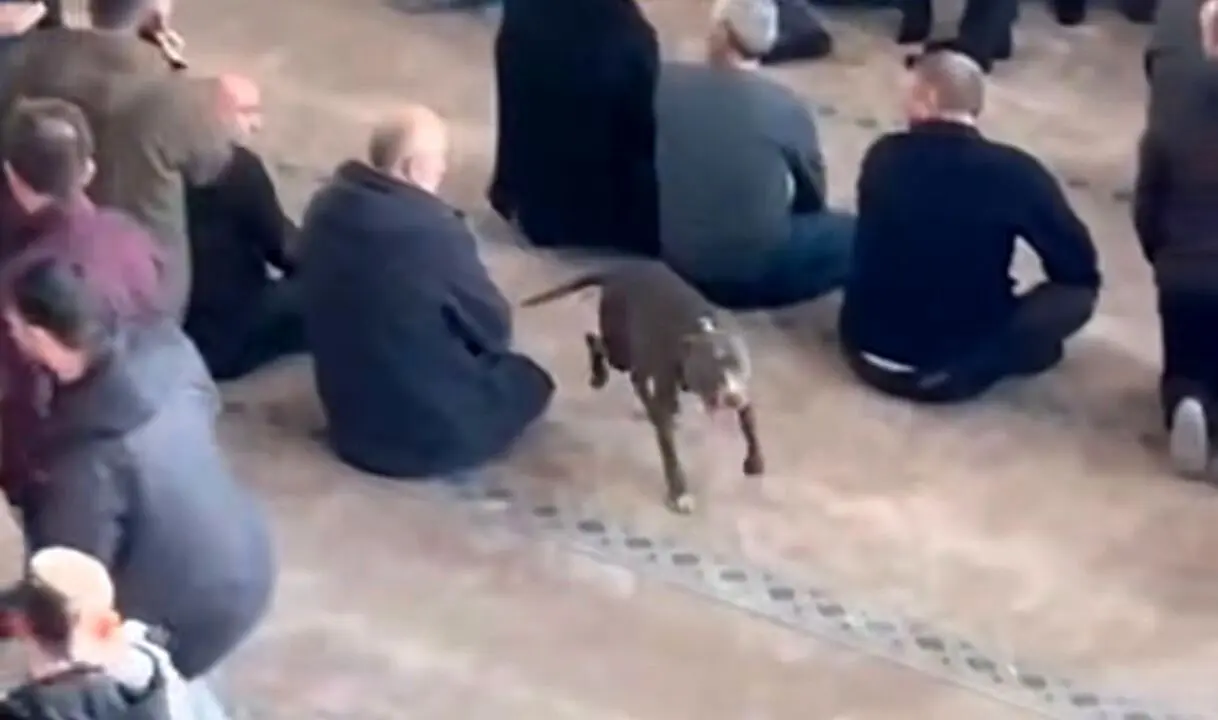 ورود ناگهانی سگ پیتبول به مسجد هنگام نماز جمعه