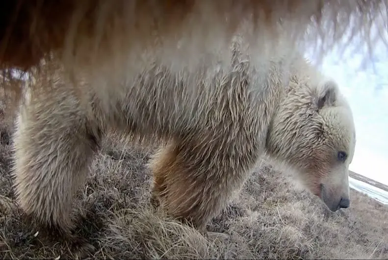 تصاویر نادر زندگی خرس‌های خاکستری آلاسکا از چشم دوربین 