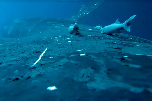 لحظات دیدنی موج‌سواری ماهی‌های ریمورا با نهنگ‌ها