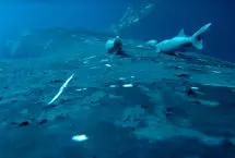 لحظات دیدنی موج‌سواری ماهی‌های ریمورا با نهنگ‌ها