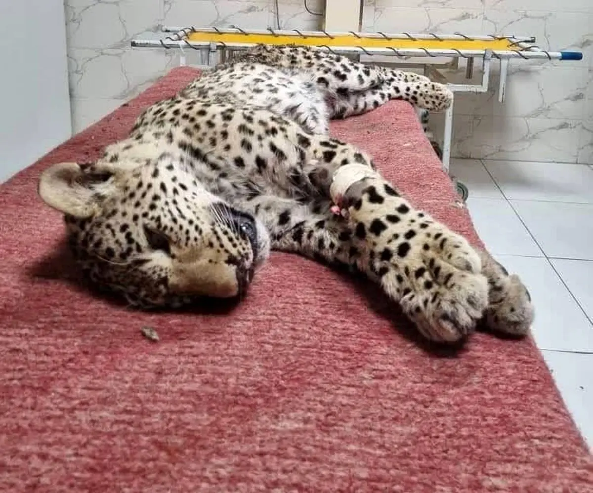 پلنگ زخمی چاران علی‌رغم تمام تلاش‌ها جان داد