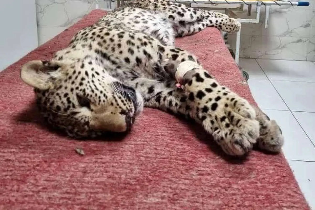 پلنگ زخمی چاران علی‌رغم تمام تلاش‌ها جان داد
