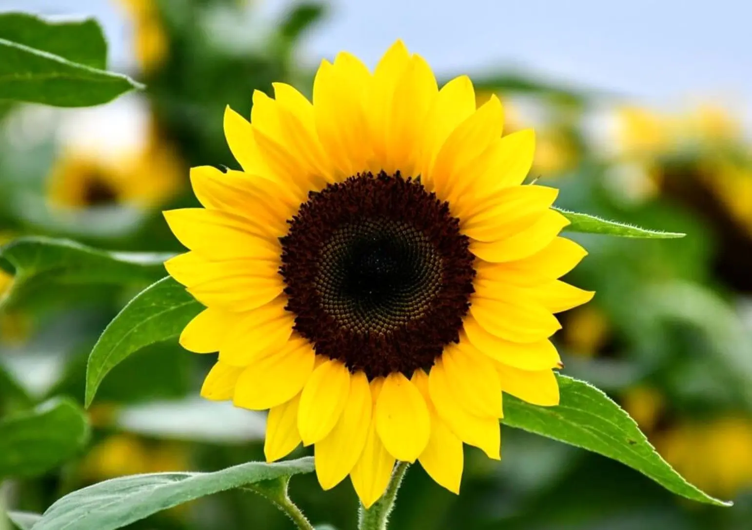 متن و پیام‌های تبریک سال نو و عید نوروز 1405 مناسب ایام جنگ 