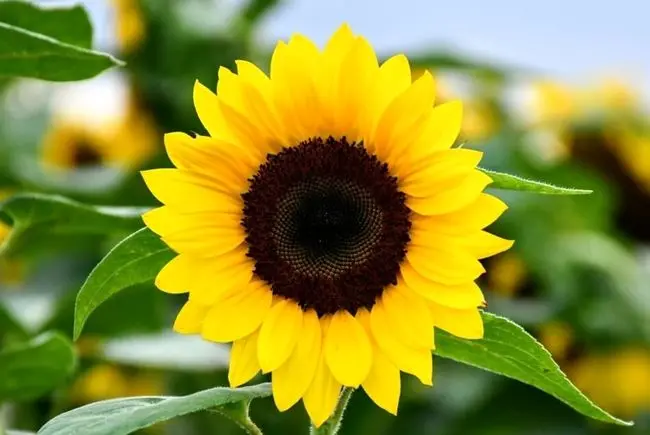 متن و پیام‌های تبریک سال نو و عید نوروز 1405 مناسب ایام جنگ 