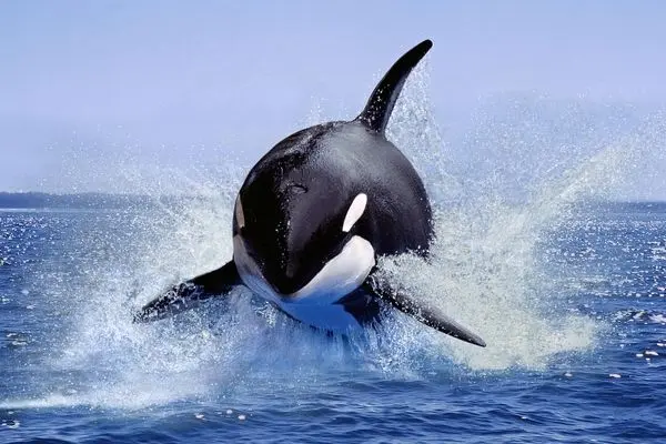 وقتی نهنگ‌های قاتل شکار لاک‌پشت‌ها را آموزش می‌دهند