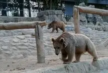 خرس‌های مبتلا به روان‌پریشی، در یکی از باغ‌وحش‌های ایران! 