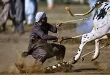 تصاویر؛ مسابقه گاوها در پاکستان؛ تلفیقی از هیجان، سنت و افتخار روستایی