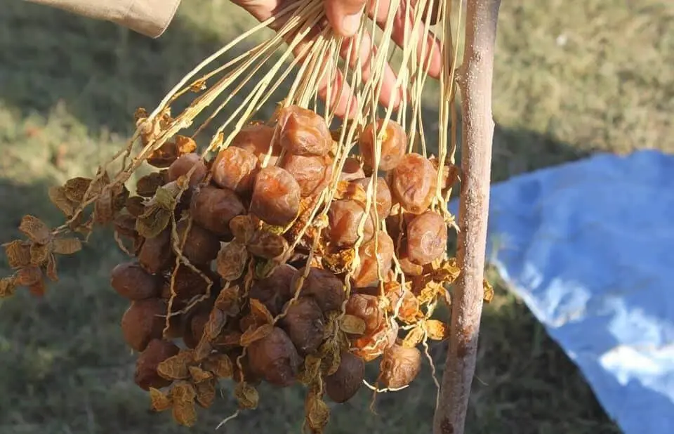 نخستین نخلستان در ننگرهار افغانستان