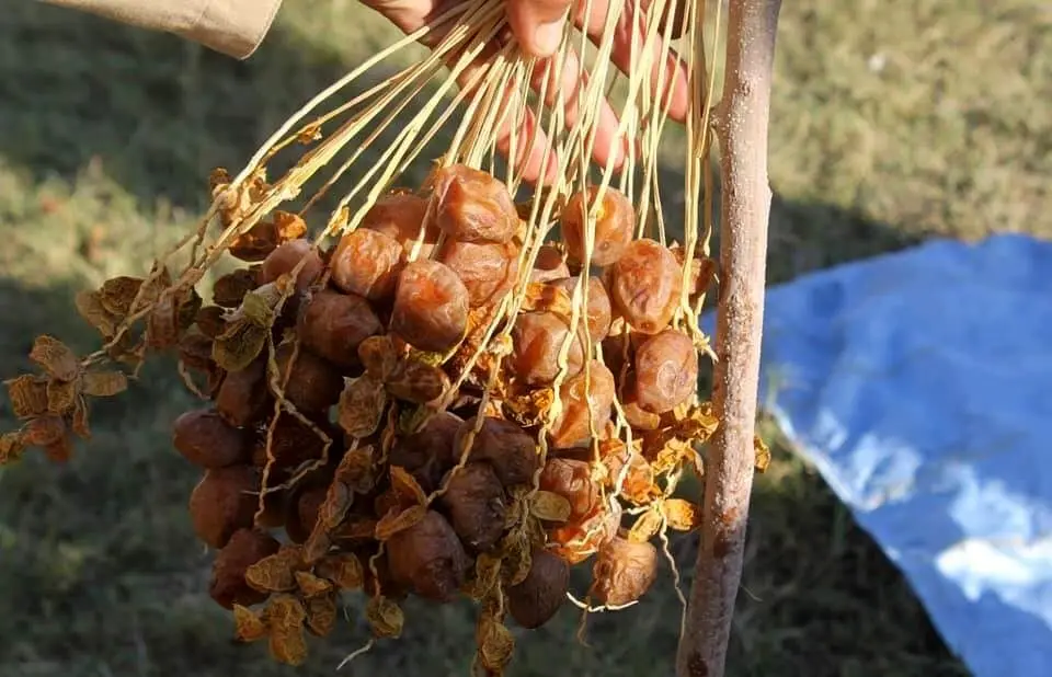 نخستین نخلستان در ننگرهار افغانستان